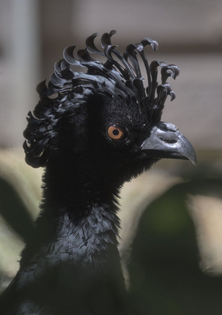 Daubenton's curassow