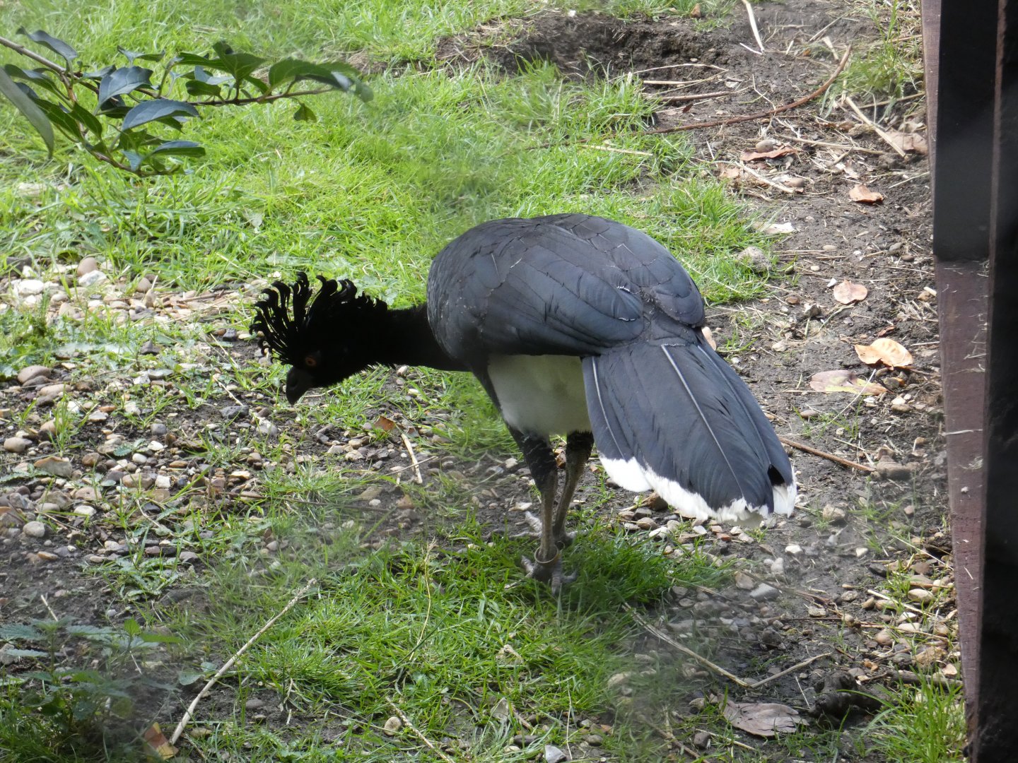 Daubenton's Curassow