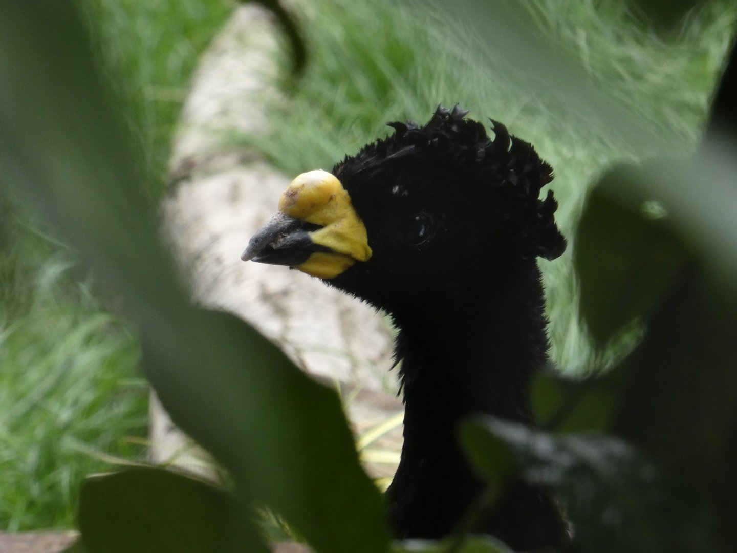 Daubenton's curassow