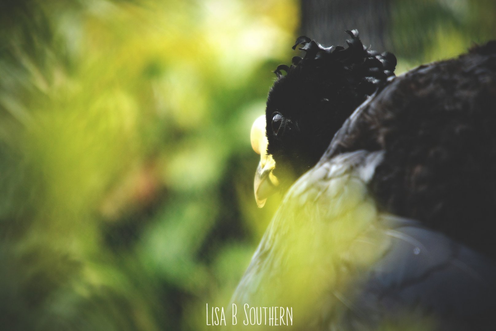 Daubenton's Curassow