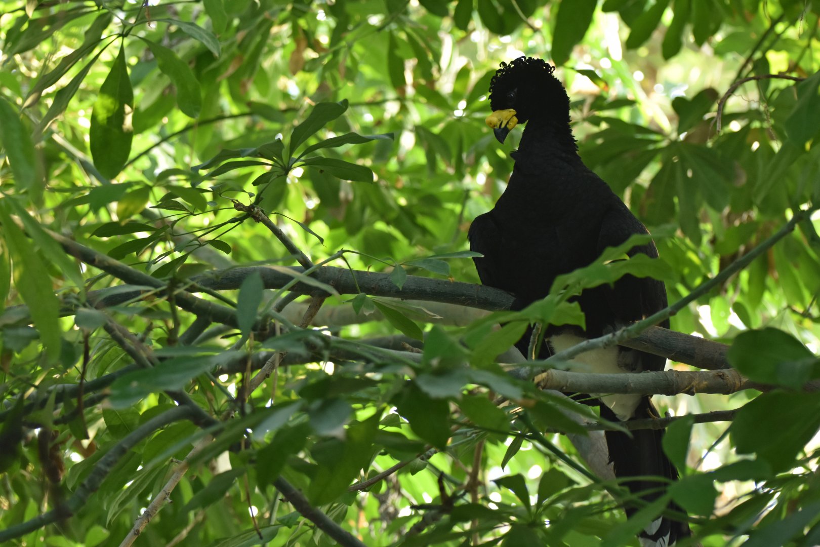 Daubenton's currasow (Crax daubentoni)
