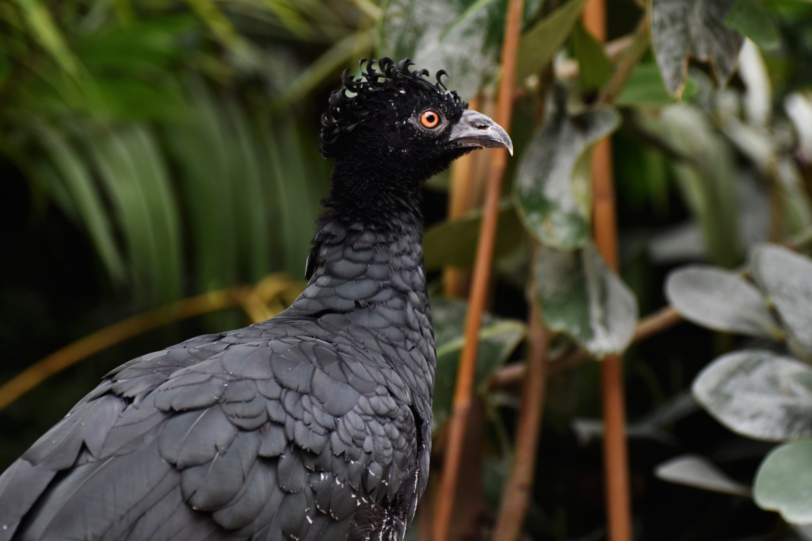 Daubenton's currassow (Crax daubentoni)