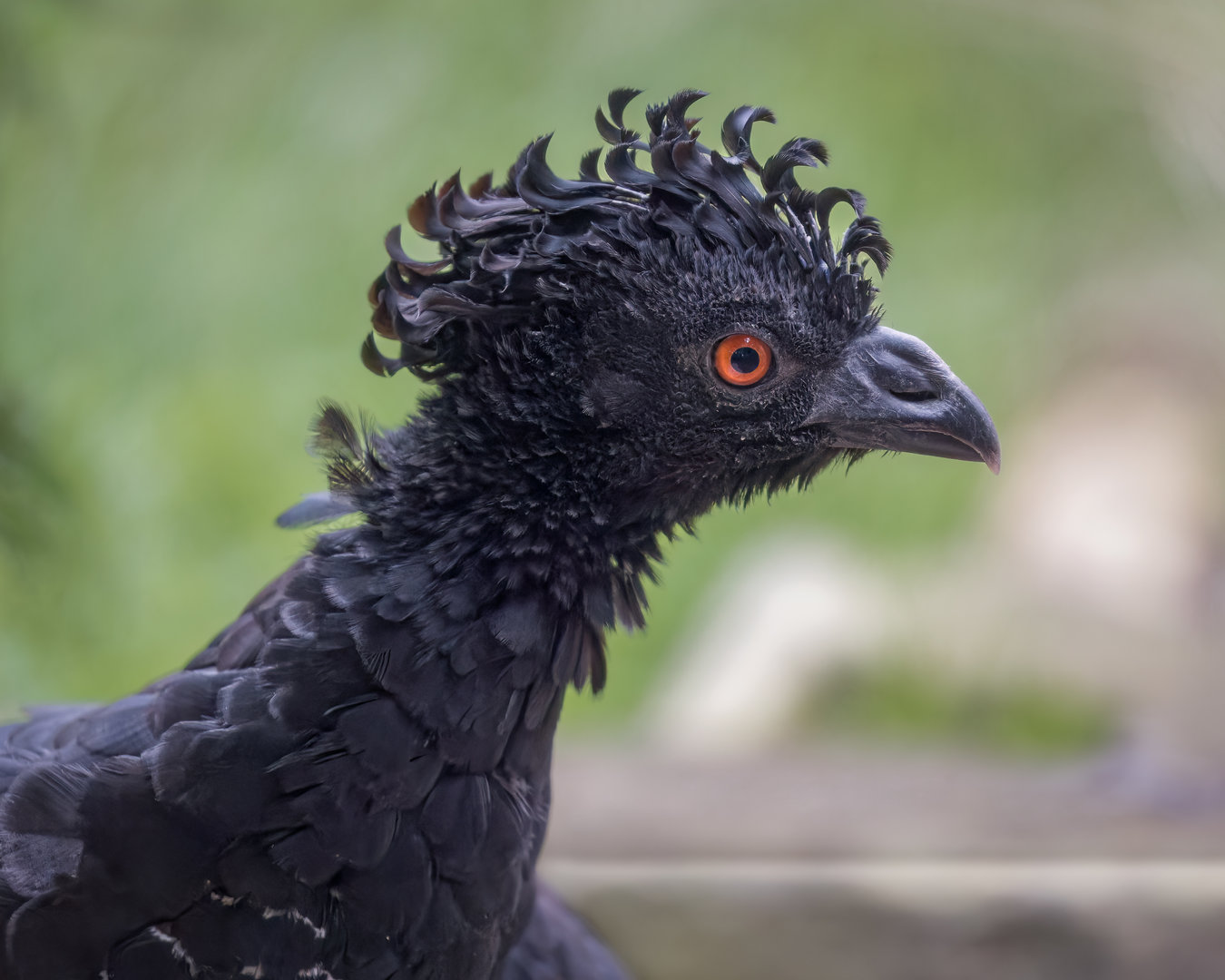 Daubenton's or Yellow-Knobbed Curassow (F) / Hamerton / 2-11-22