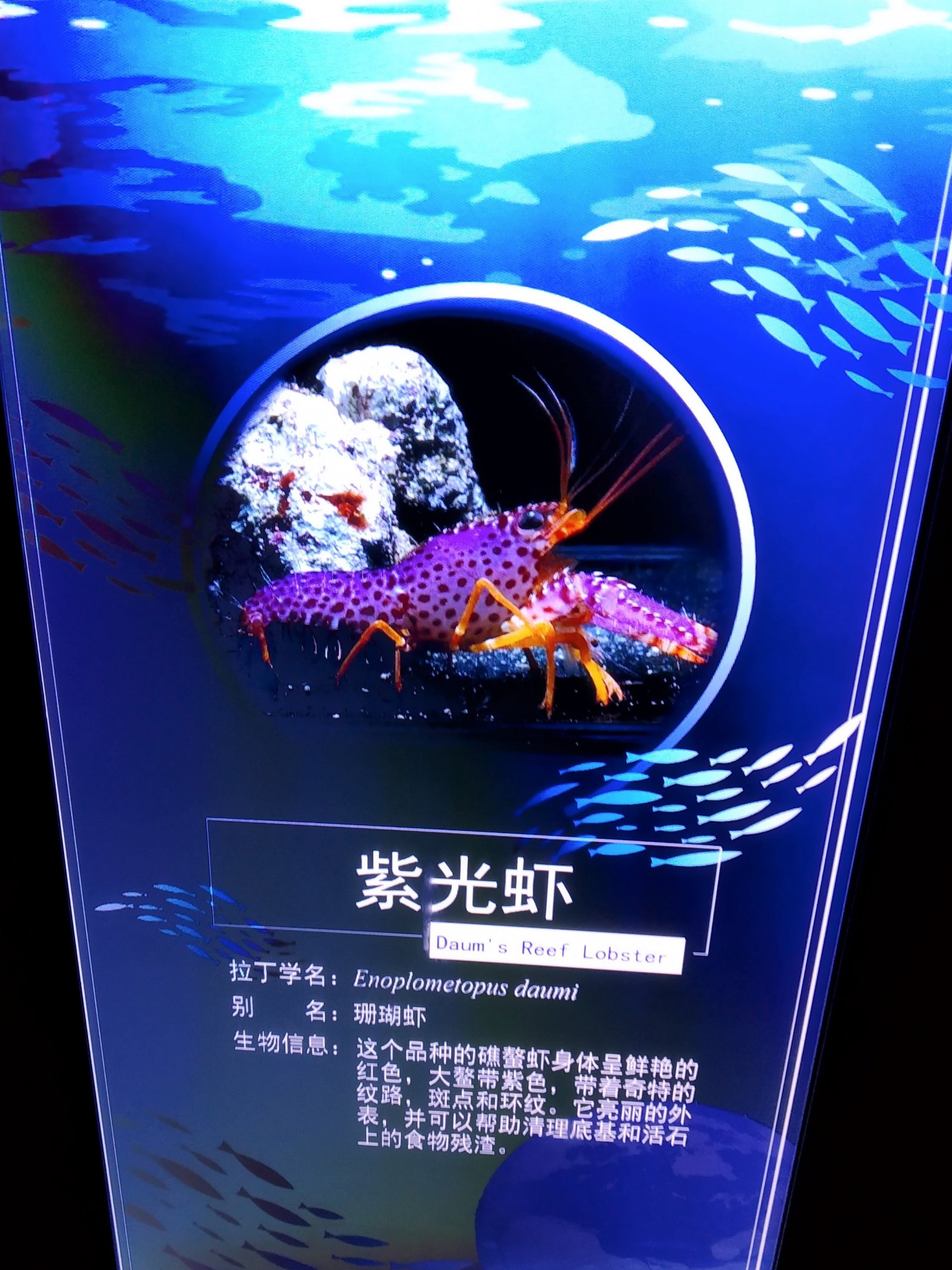 Daum's Reef Lobster Signage