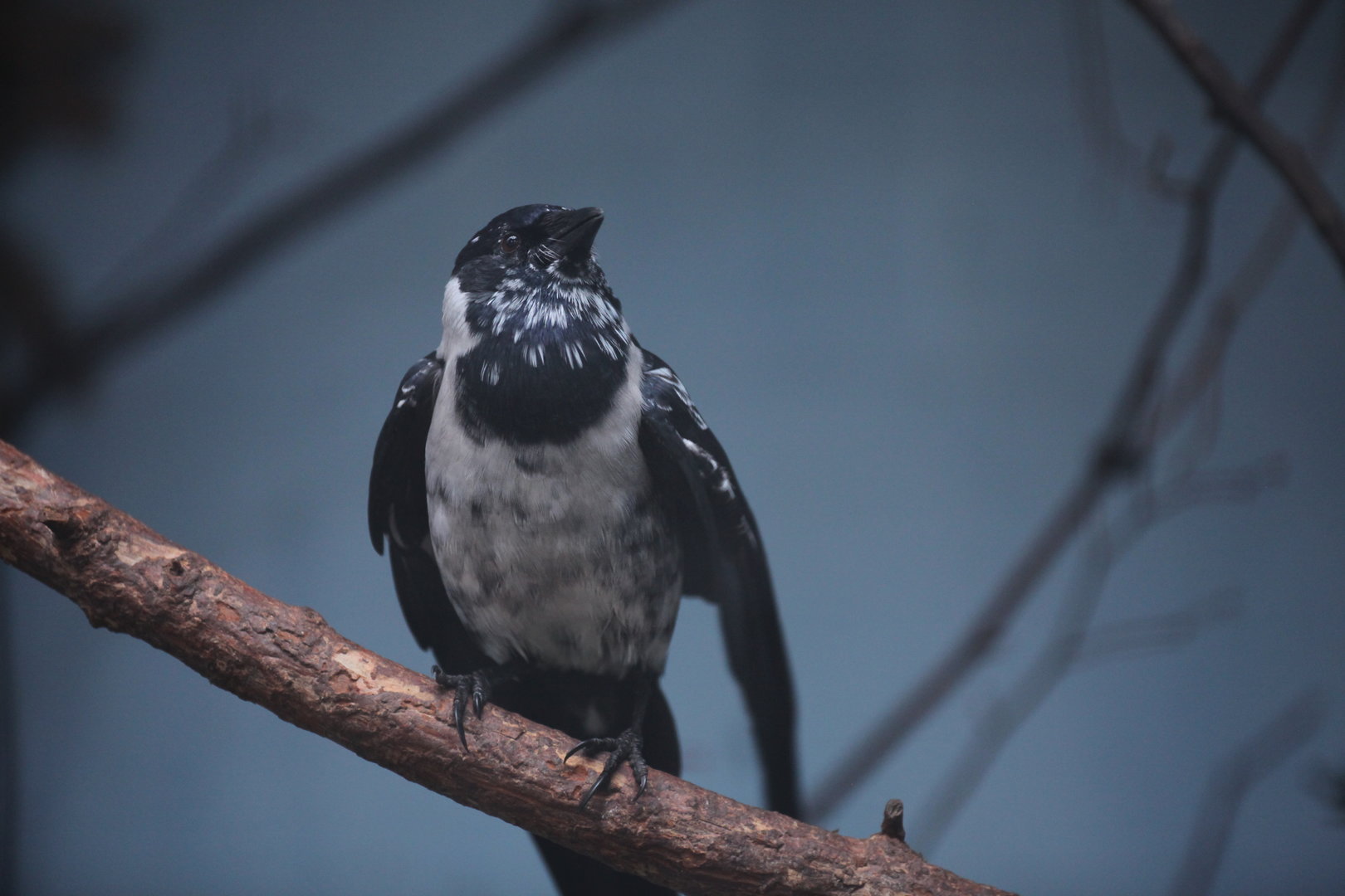 Daurian jackdaw (Coloeus dauuricus)