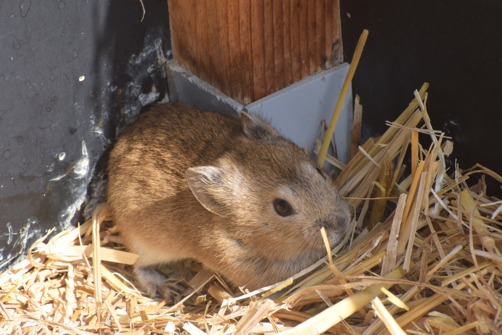 Daurian pika - August 2023