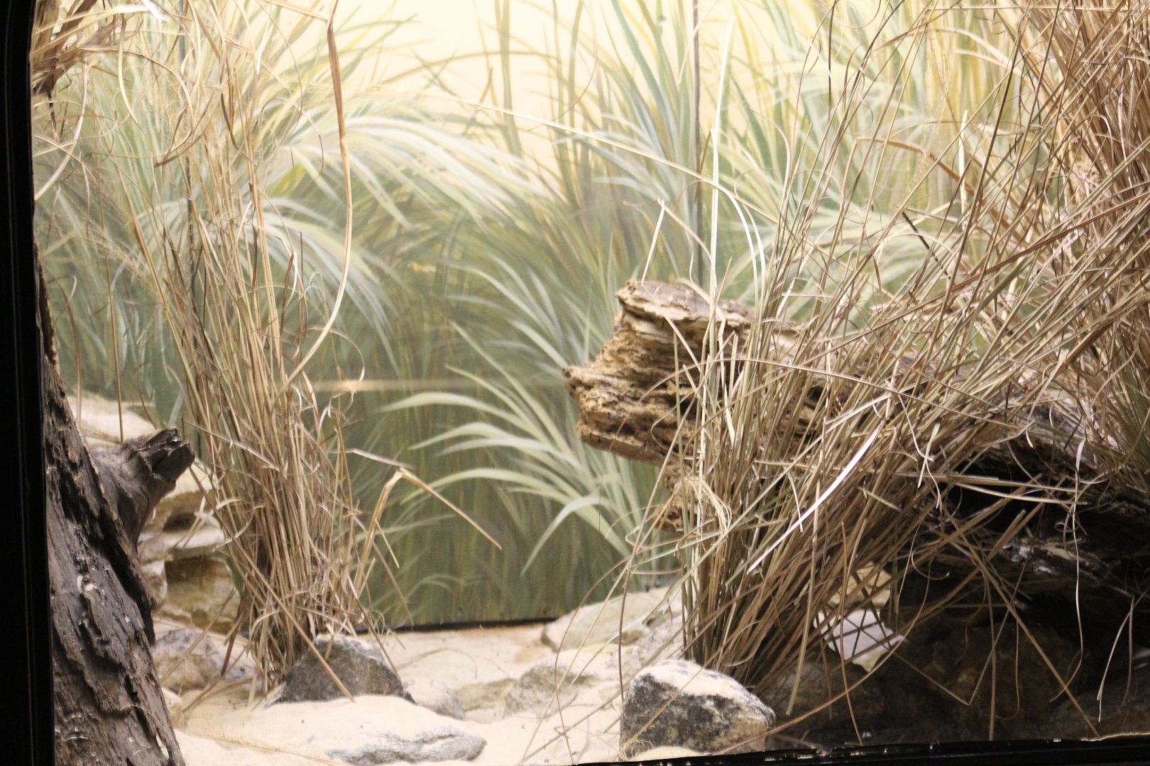 Daurian Pika Enclosure