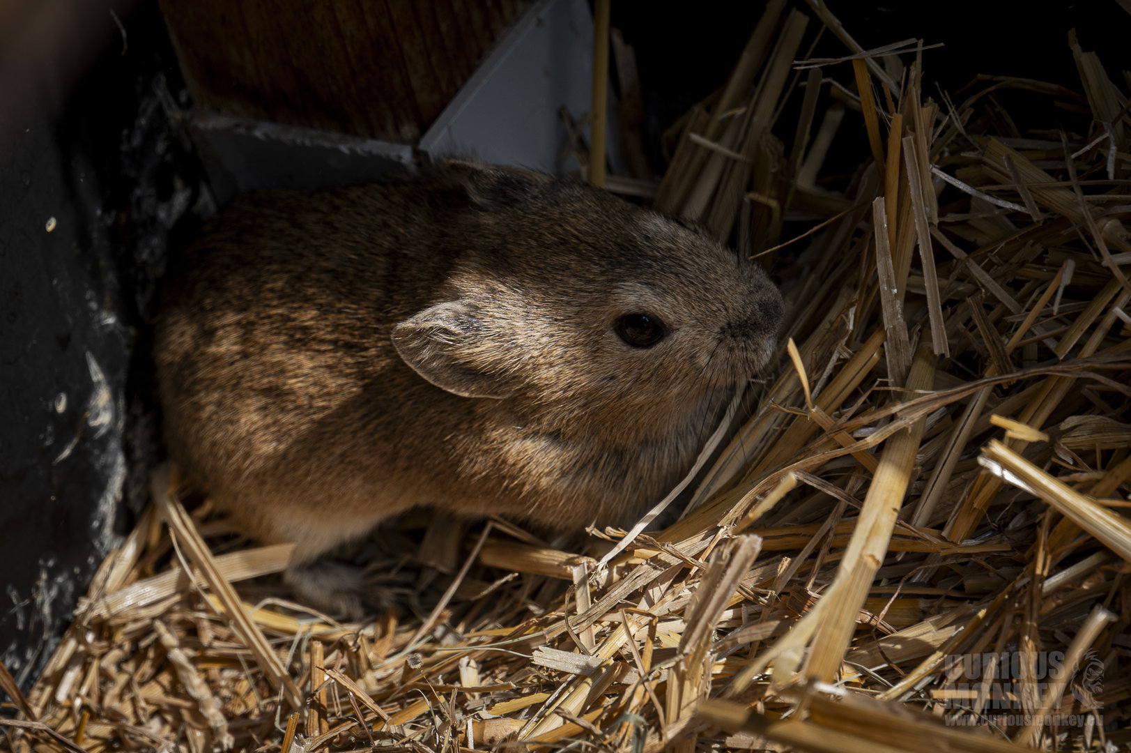 Daurian pika (Ochotona dauurica) 08/23 - Behind the scenes