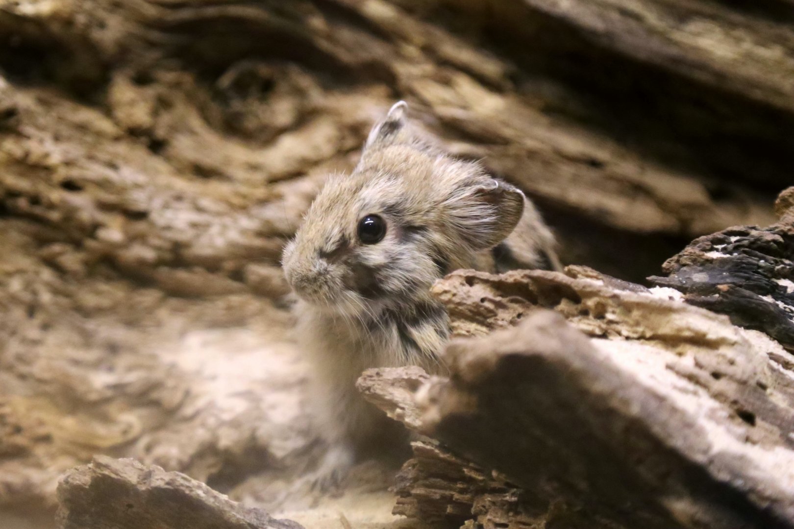 Daurian Pika (Ochotona dauurica) , May 2017