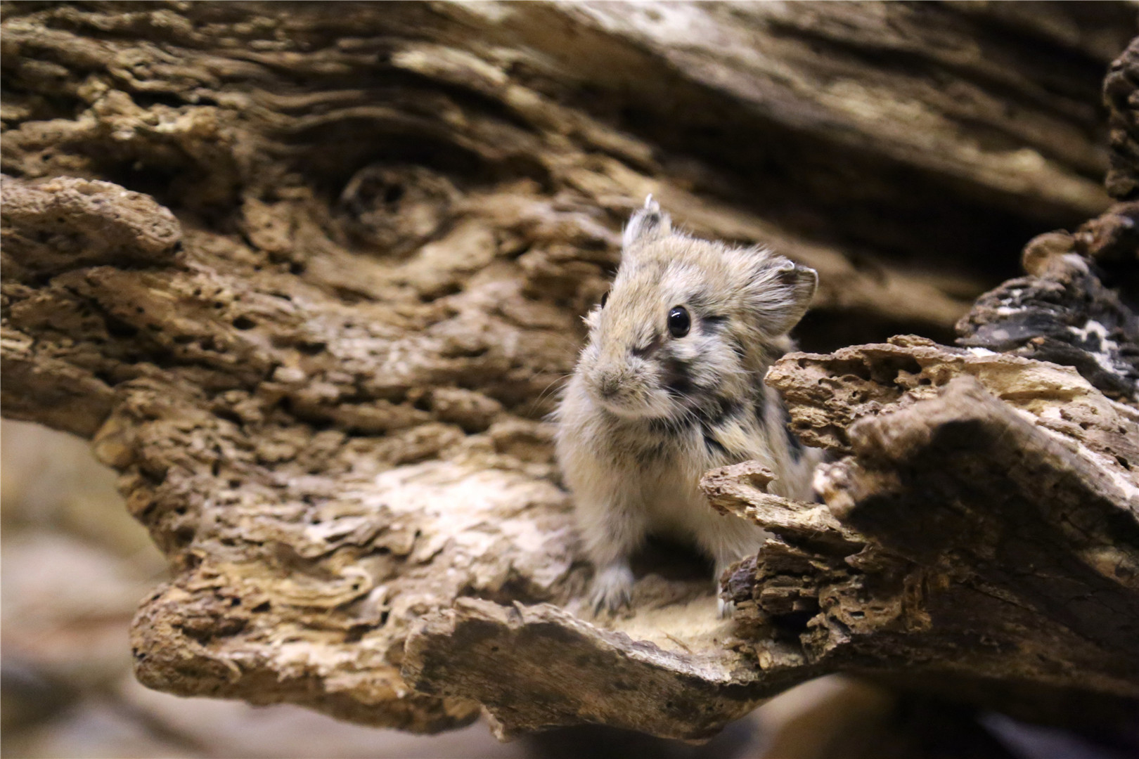 Daurian pika (Ochotona dauurica)