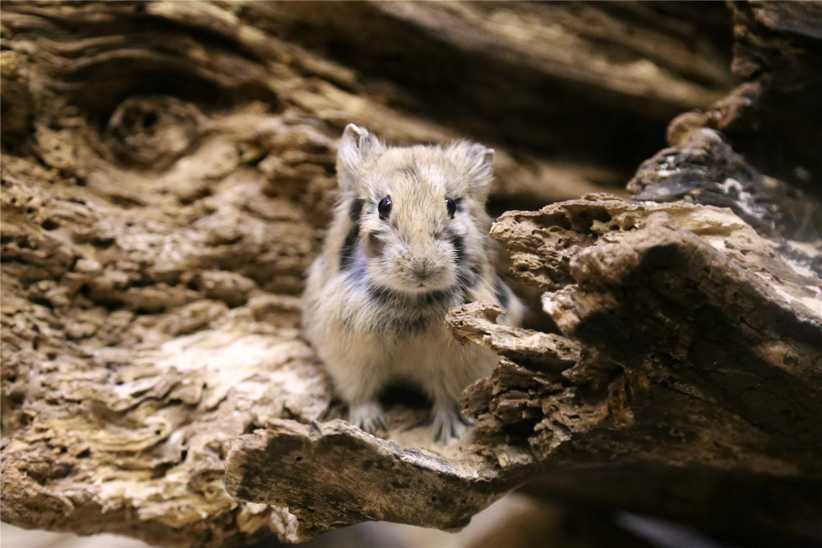 Daurian pika (Ochotona dauurica)