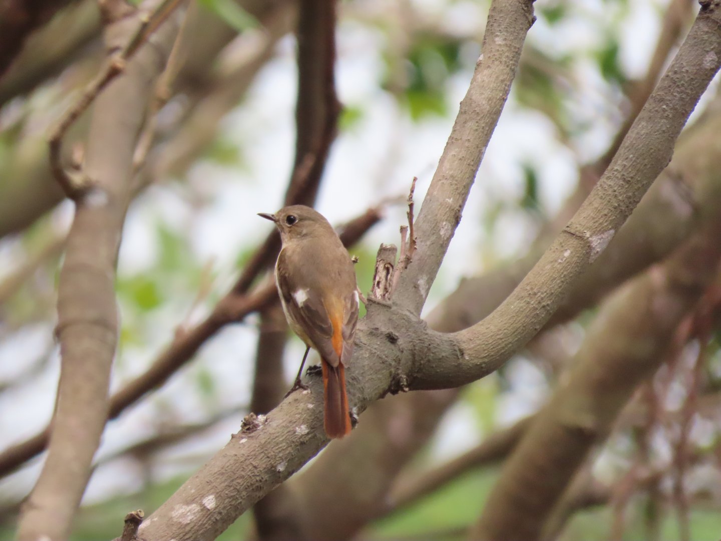 Daurian redstart (female)