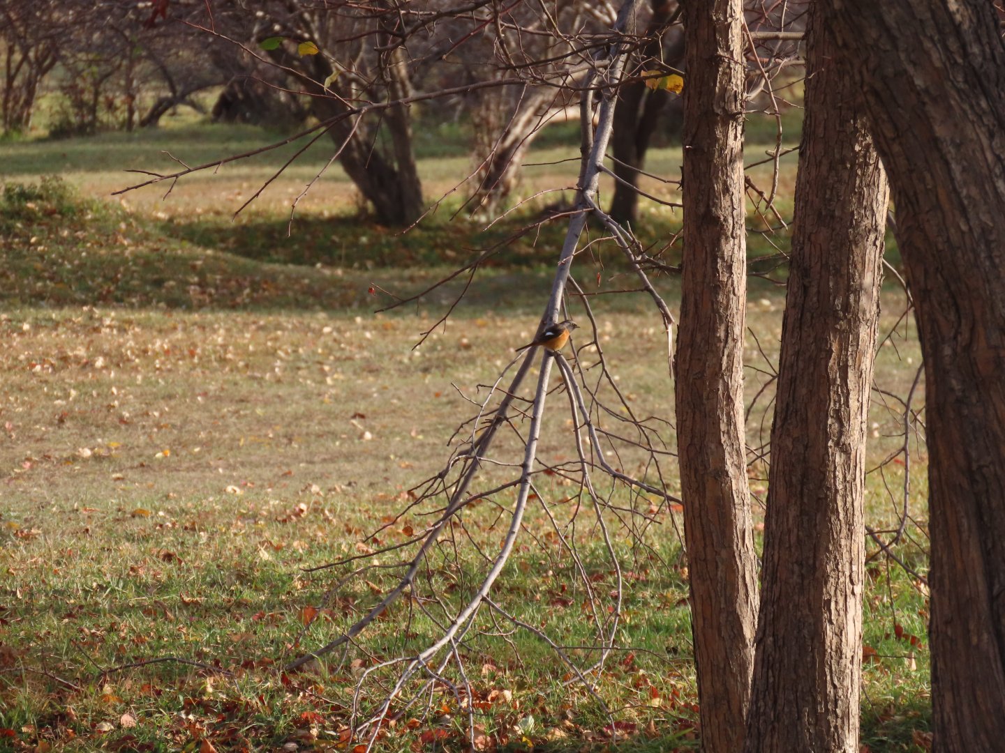 daurian redstart (male)