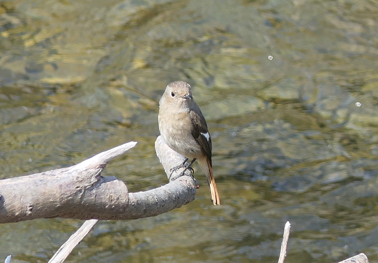 Daurian Redstart (Phoenicurus auroreus auroreus)