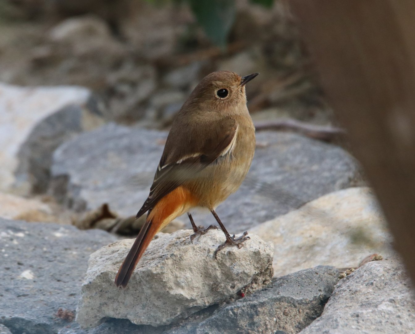 Daurian Redstart (Phoenicurus auroreus)