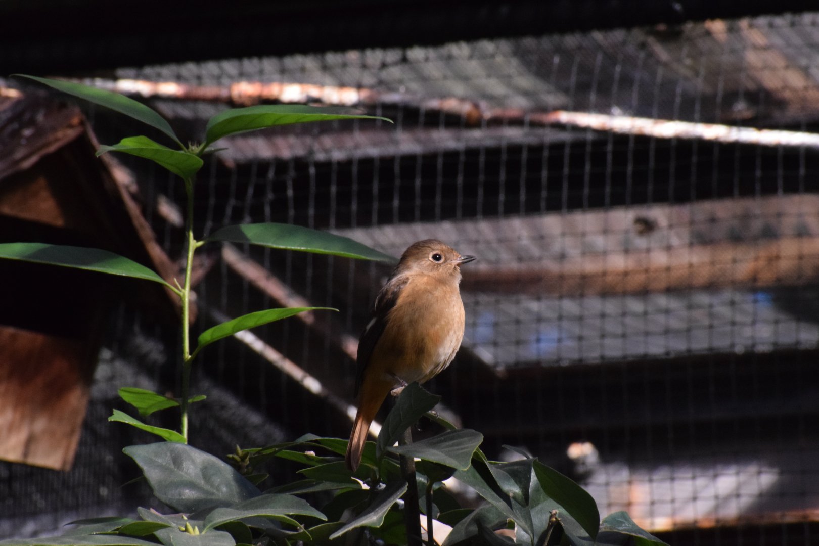 Daurian redstart - Toyohashi Zoo
