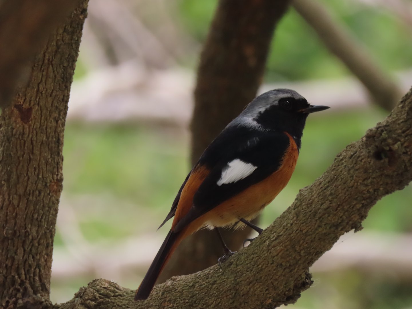 Daurian redstart