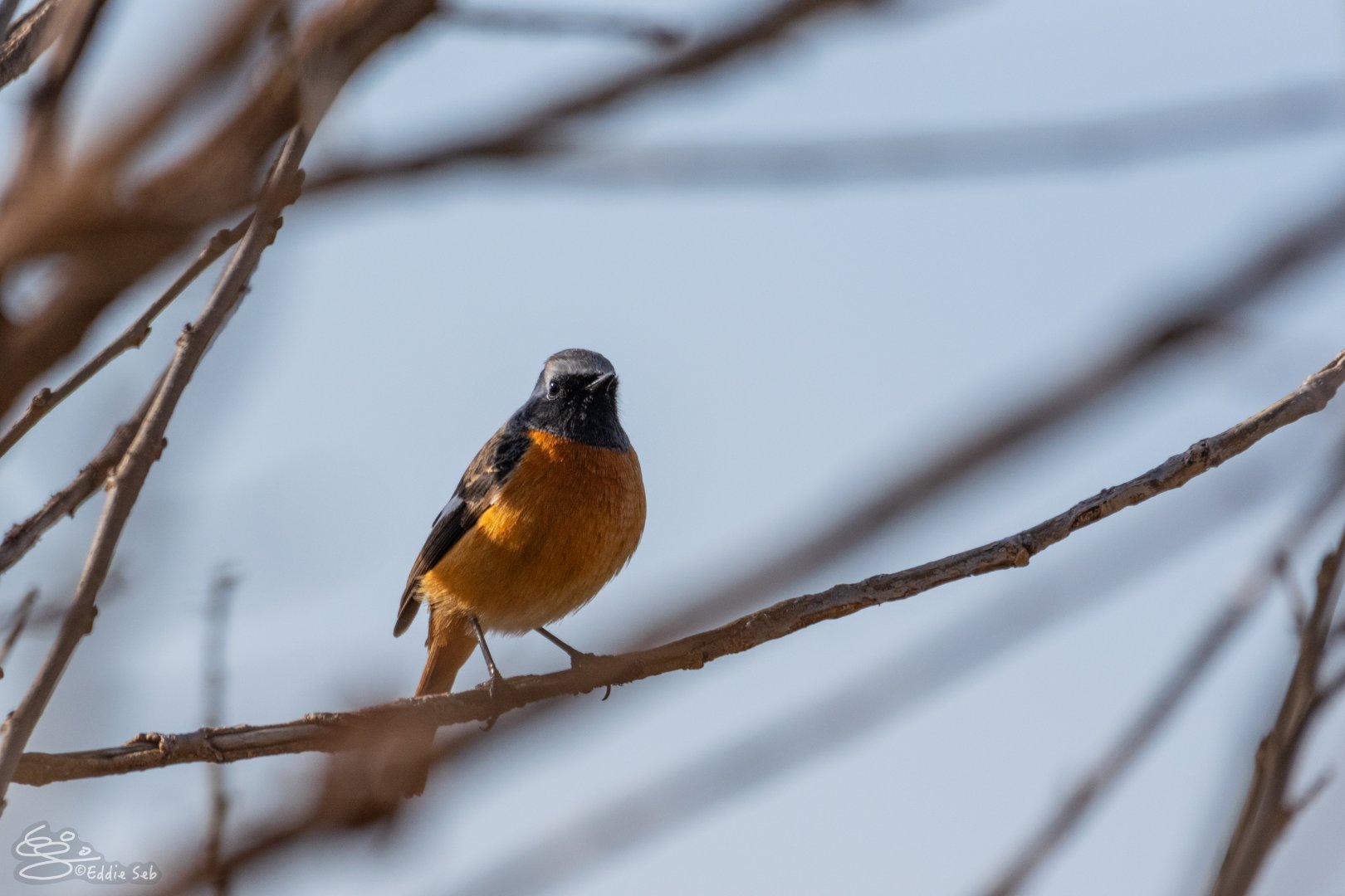 Daurian Redstart
