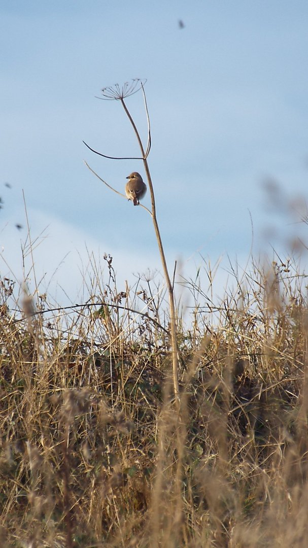Daurian Shrike (Lanius isabellinus isabellinus) at The Leas, South Shields (29/10/2016)