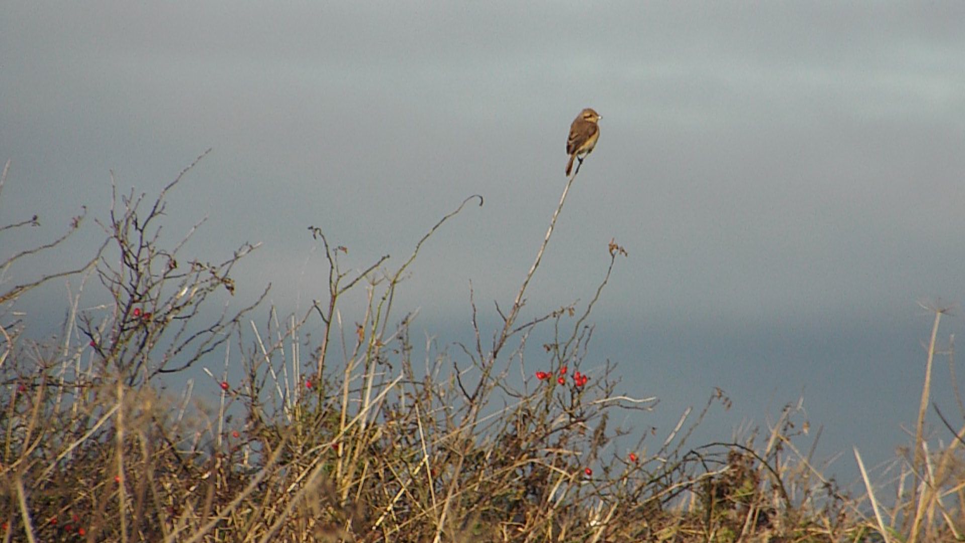 Daurian Shrike (Lanius isabellinus isabellinus) at The Leas, South Shields (29/10/2016)