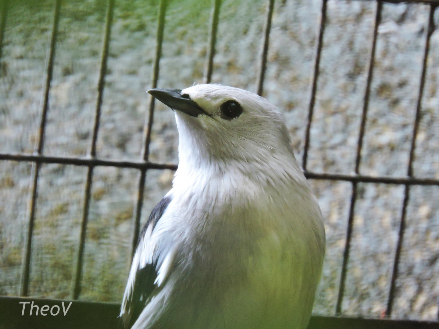 Daurian starling [2016]