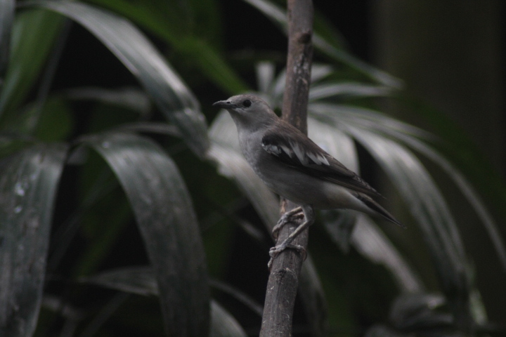 Daurian starling (Agropsar sturninus)