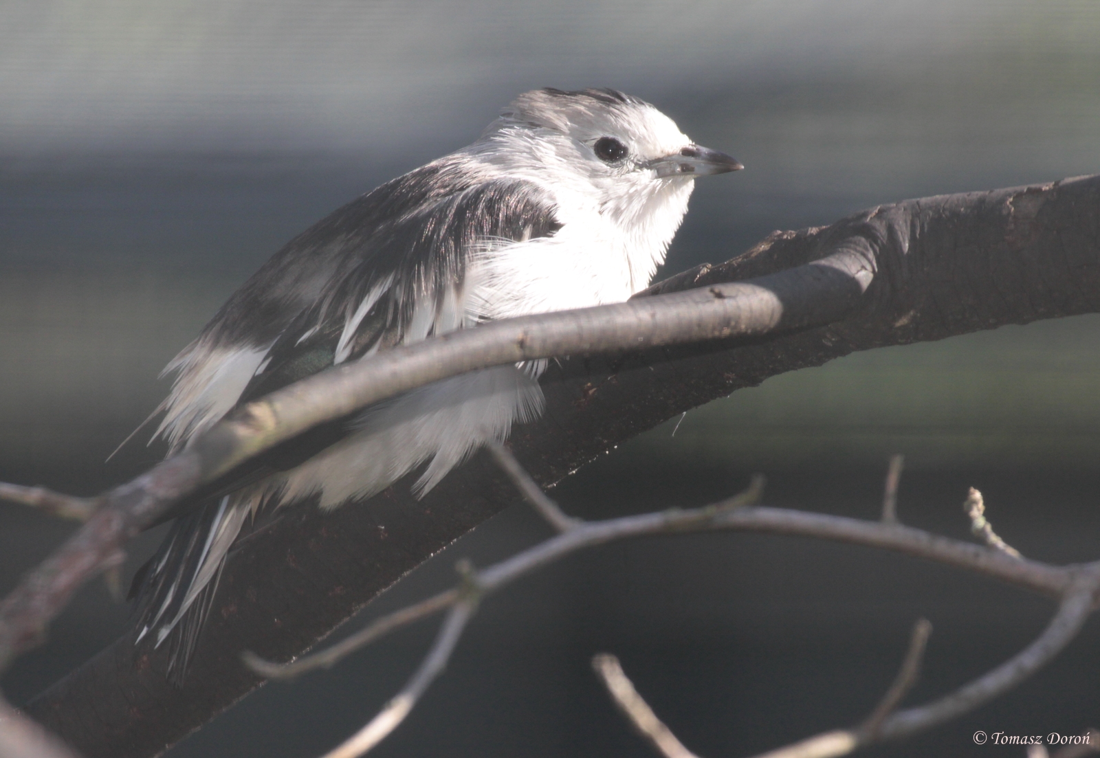 Daurian Starling (Sturnus sturninus)