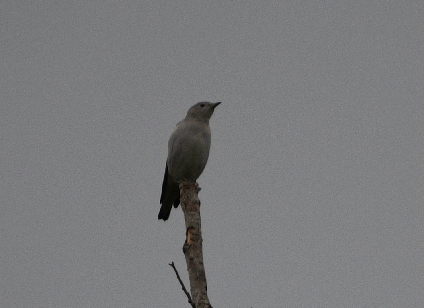 Daurian Starling ~ Thomson Nature Park