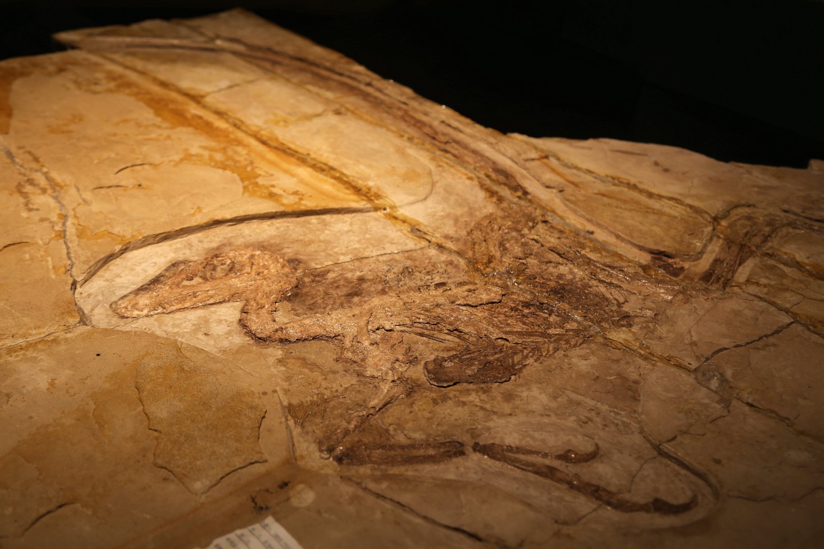 Daurlong wangi, Holotype (IMMNH-PV00731)