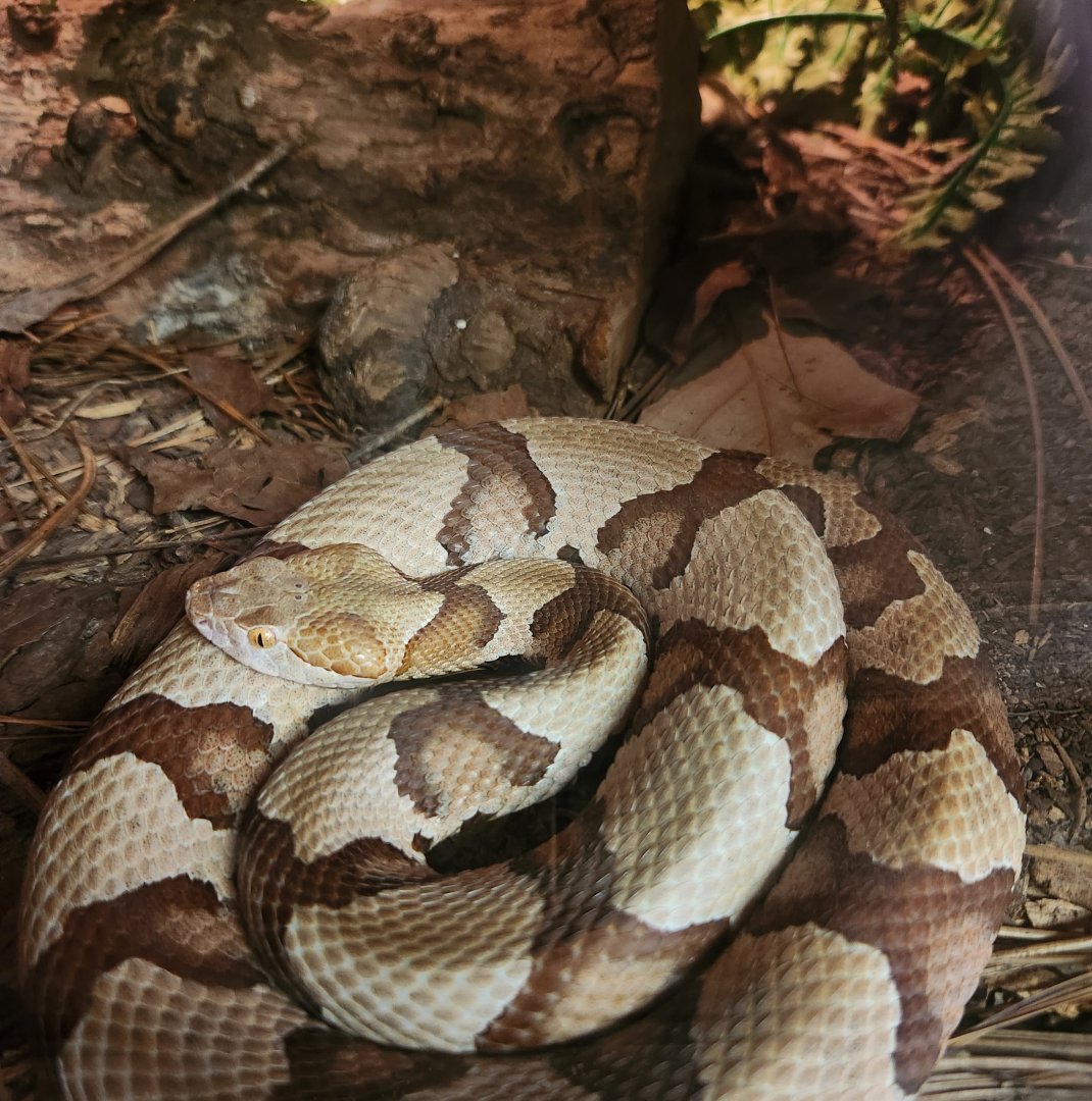 Dauset Trails - Agkistrodon contortrix