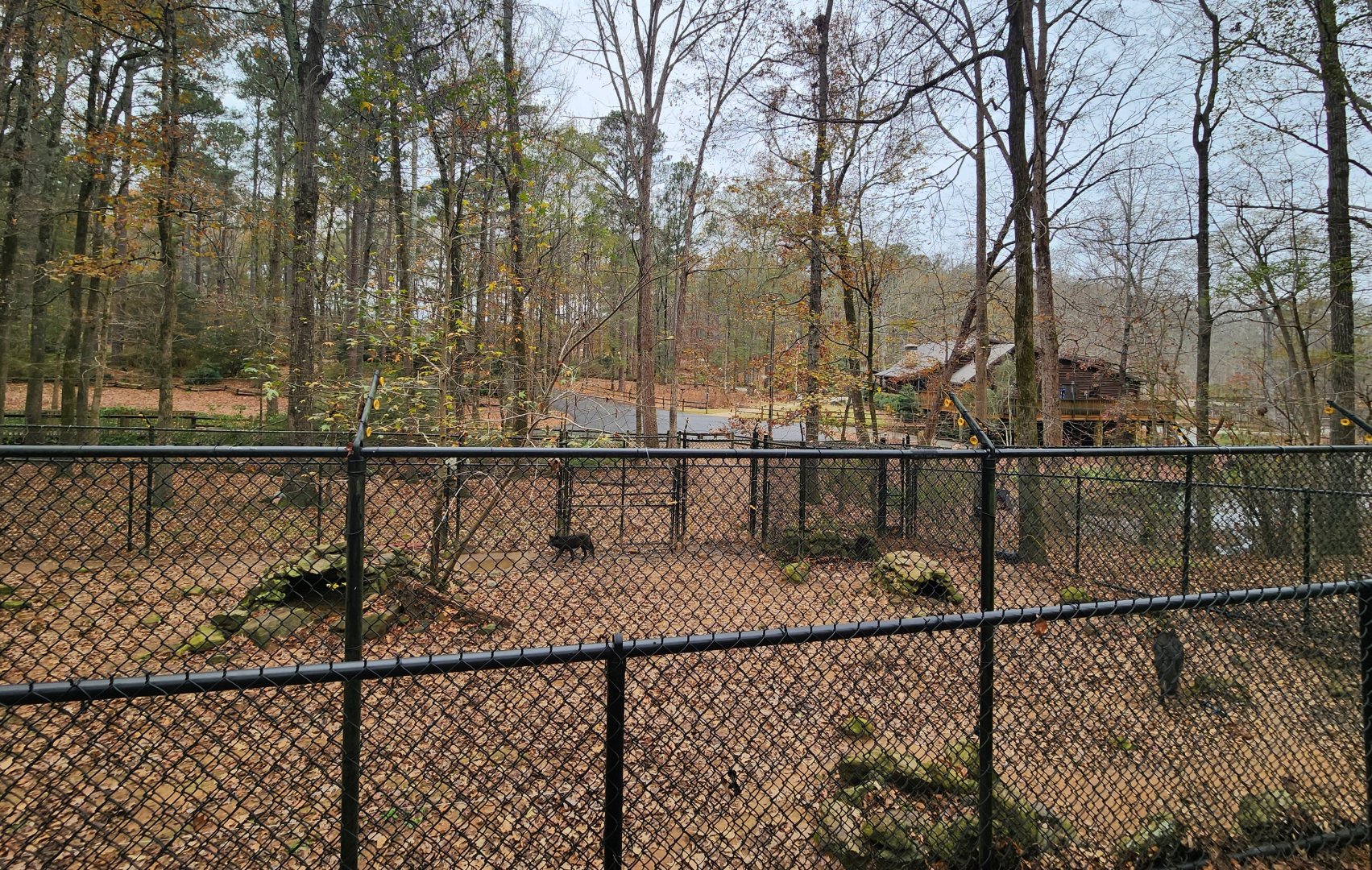 Dauset Trails - Coyote enclosure