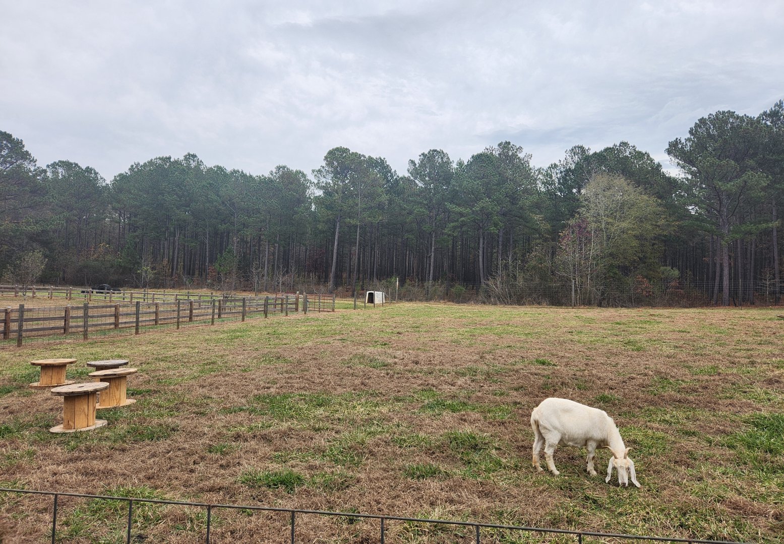 Dauset Trails - Goat yard