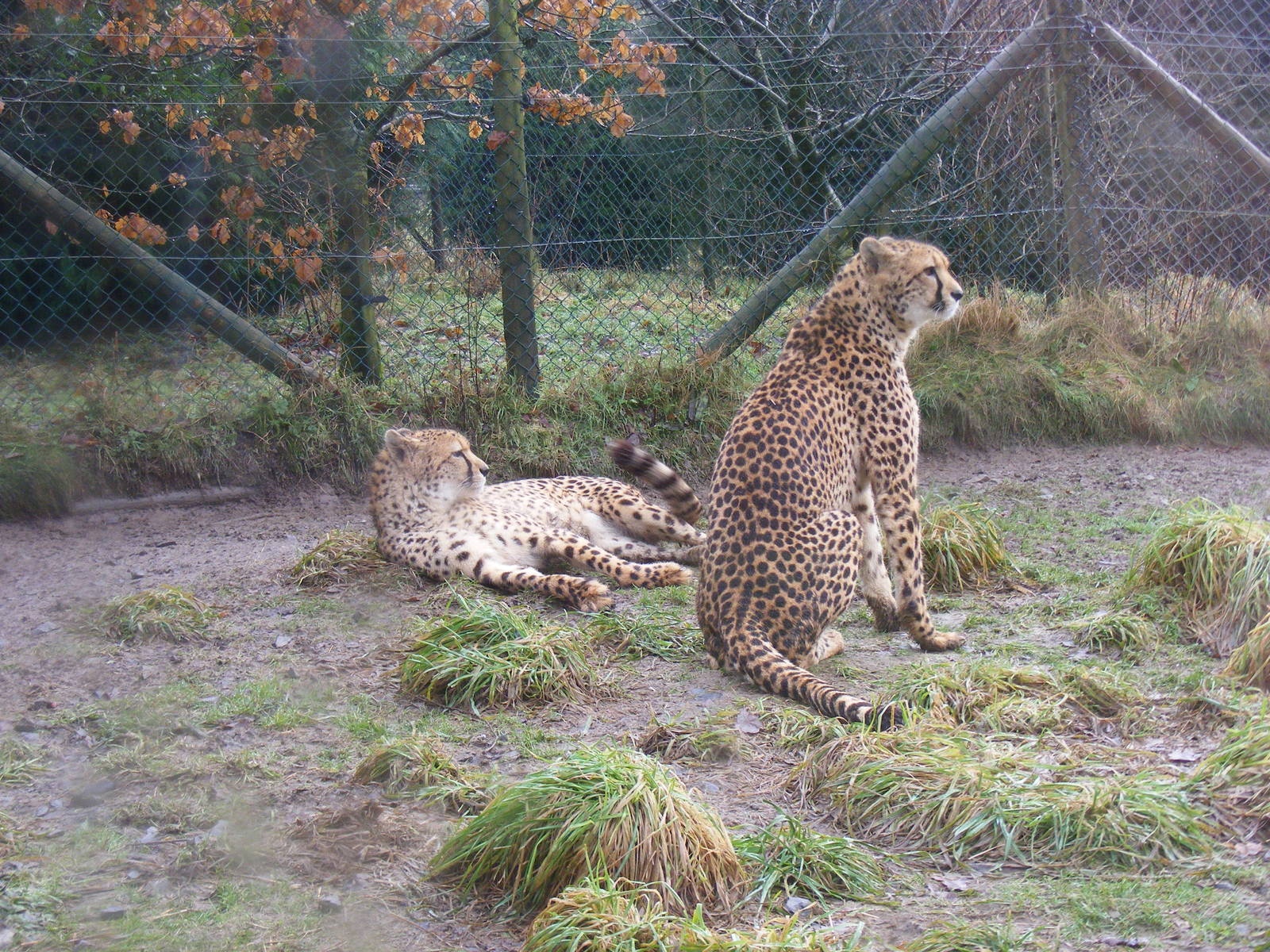 Dave and Neena the cheetahs at Exmoor Zoo, 29 December 2010