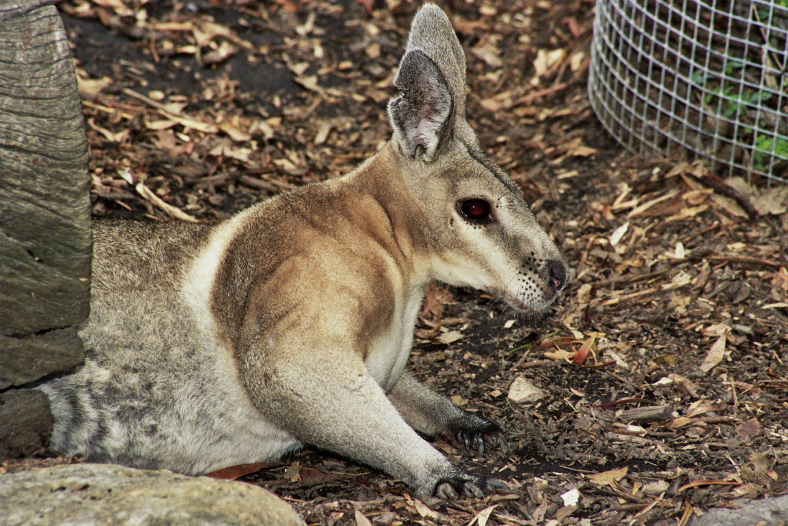 David Fleay Wildlife Park 2007