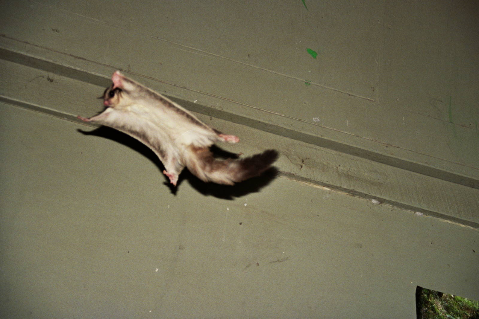 David Fleay Wildlife Park 2007