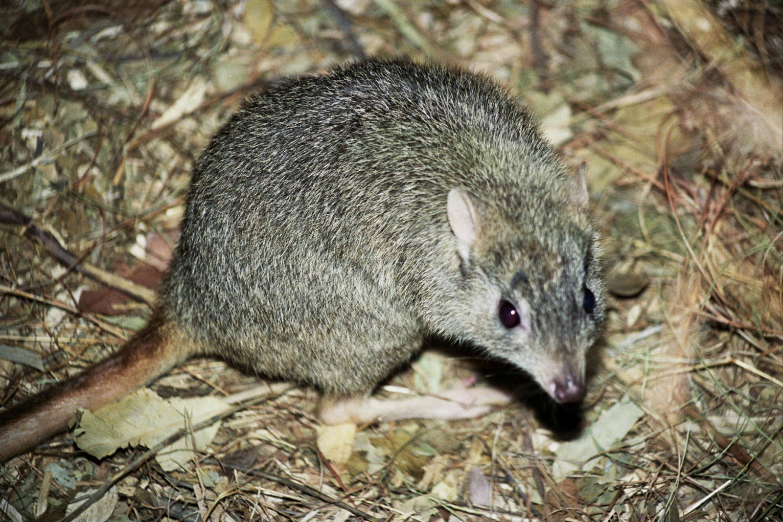 David Fleay Wildlife Park 2007