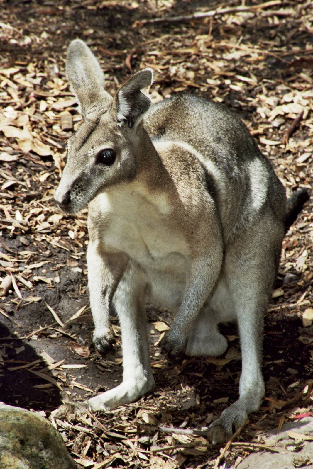 David Fleay Wildlife Park 2007