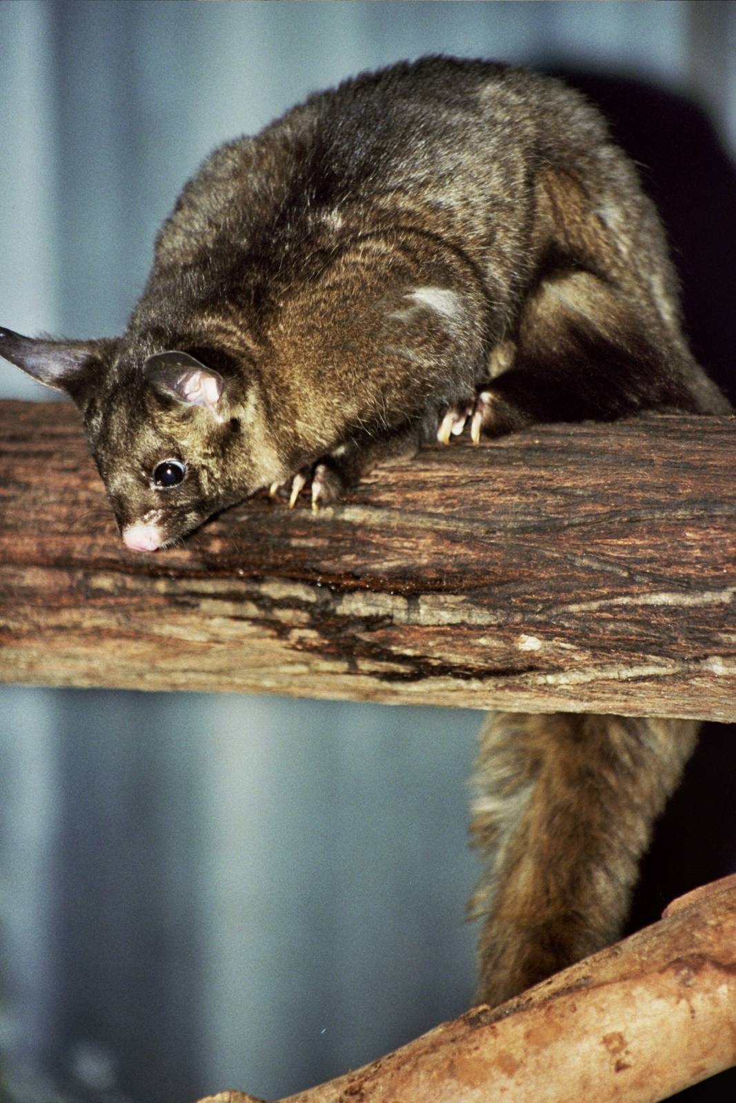 David Fleay Wildlife Park 2007