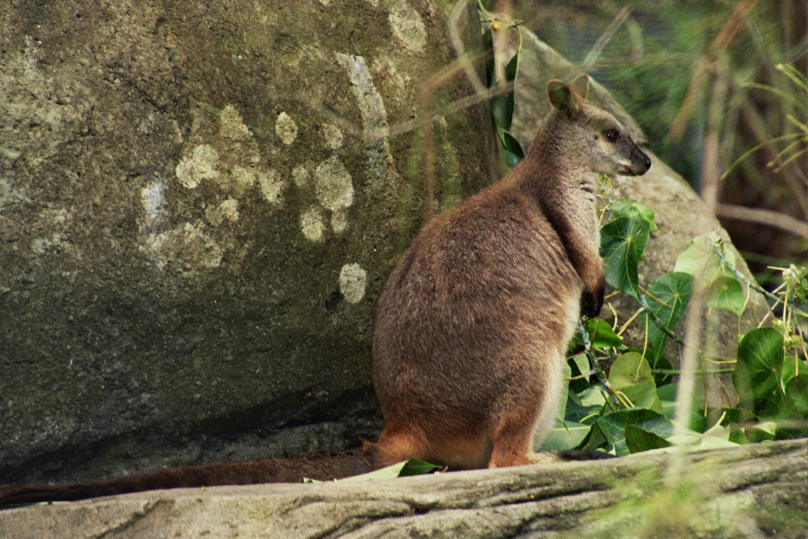 David Fleay Wildlife Park 2007