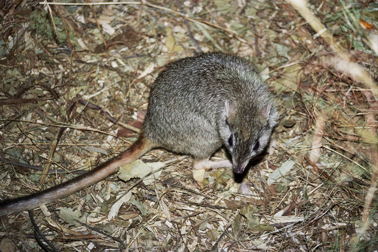 David Fleay Wildlife Park 2007