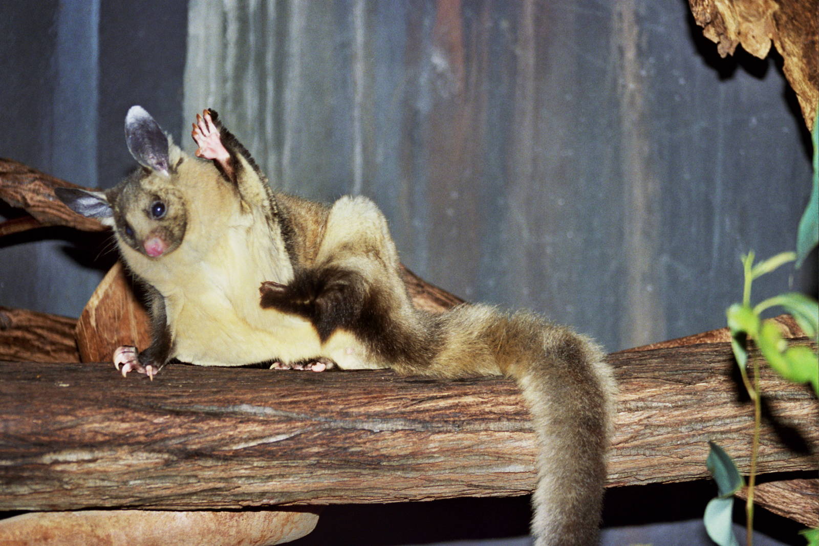 David Fleay Wildlife Park 2007