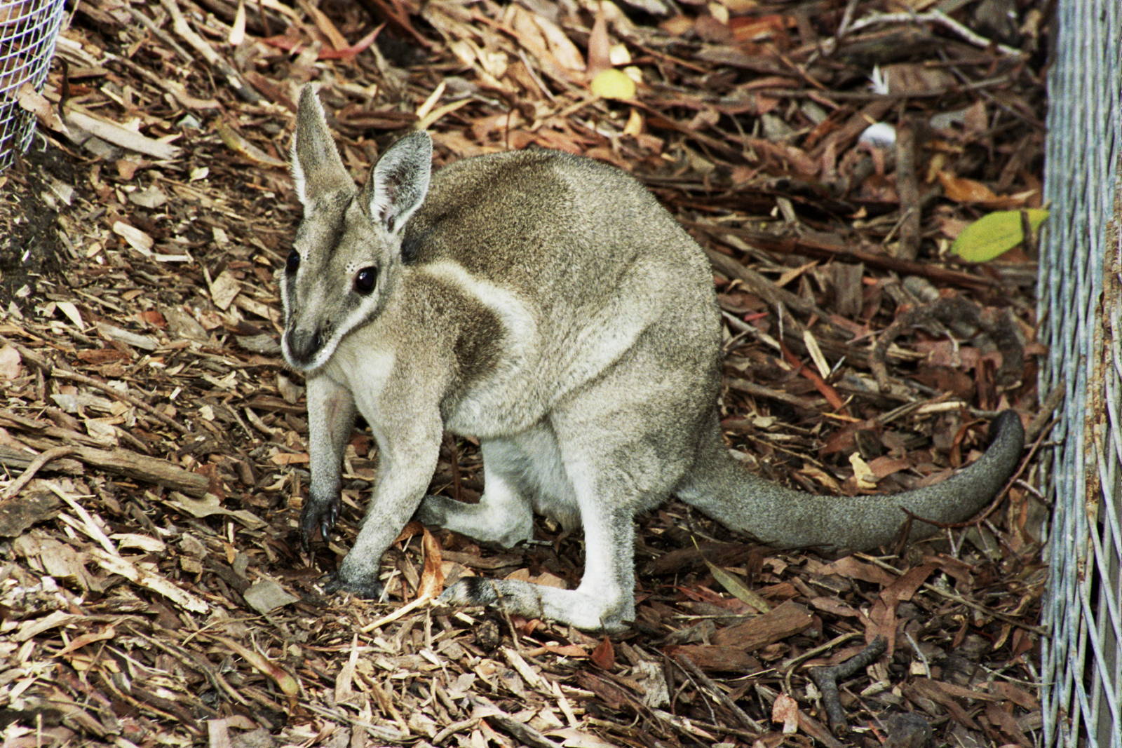David Fleay Wildlife Park 2007