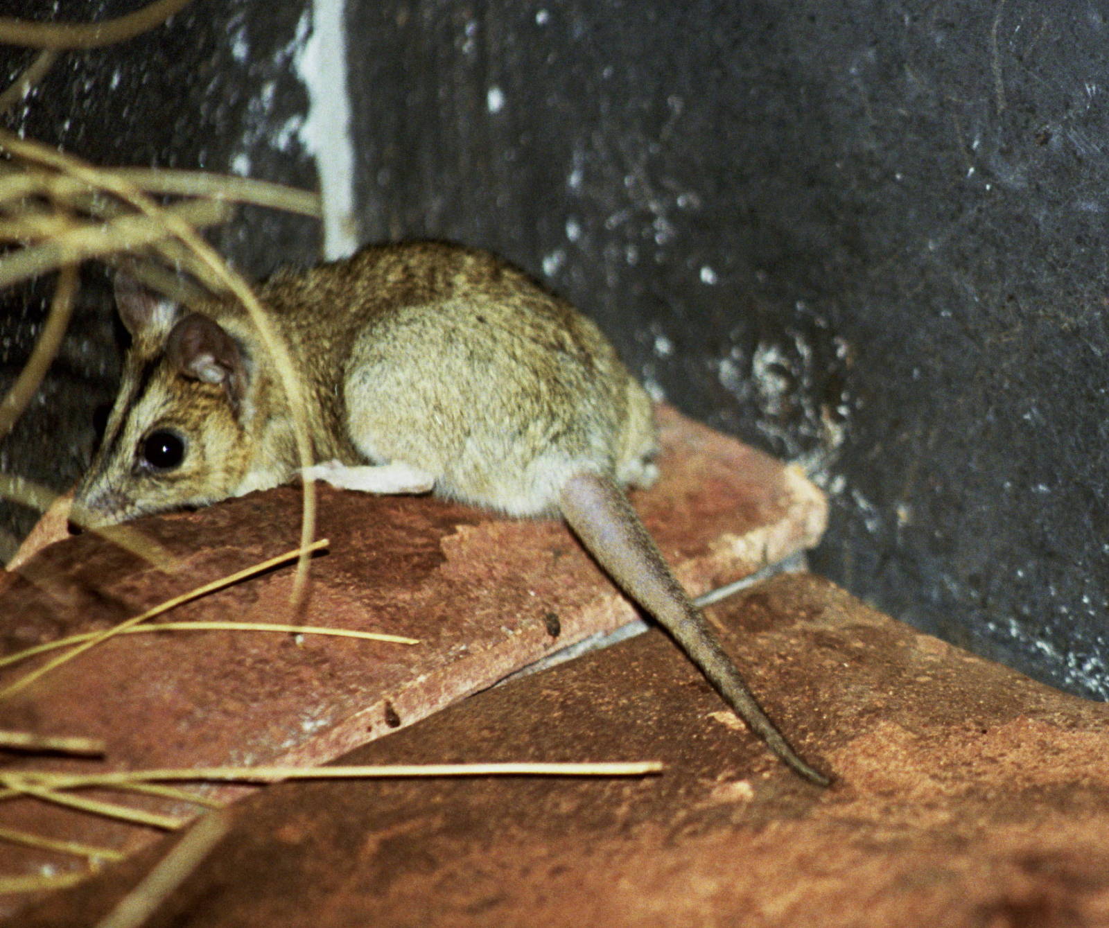David Fleay Wildlife Park 2007