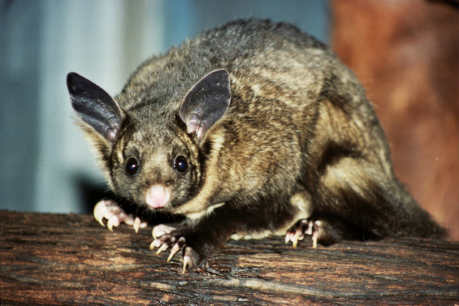 David Fleay Wildlife Park 2007