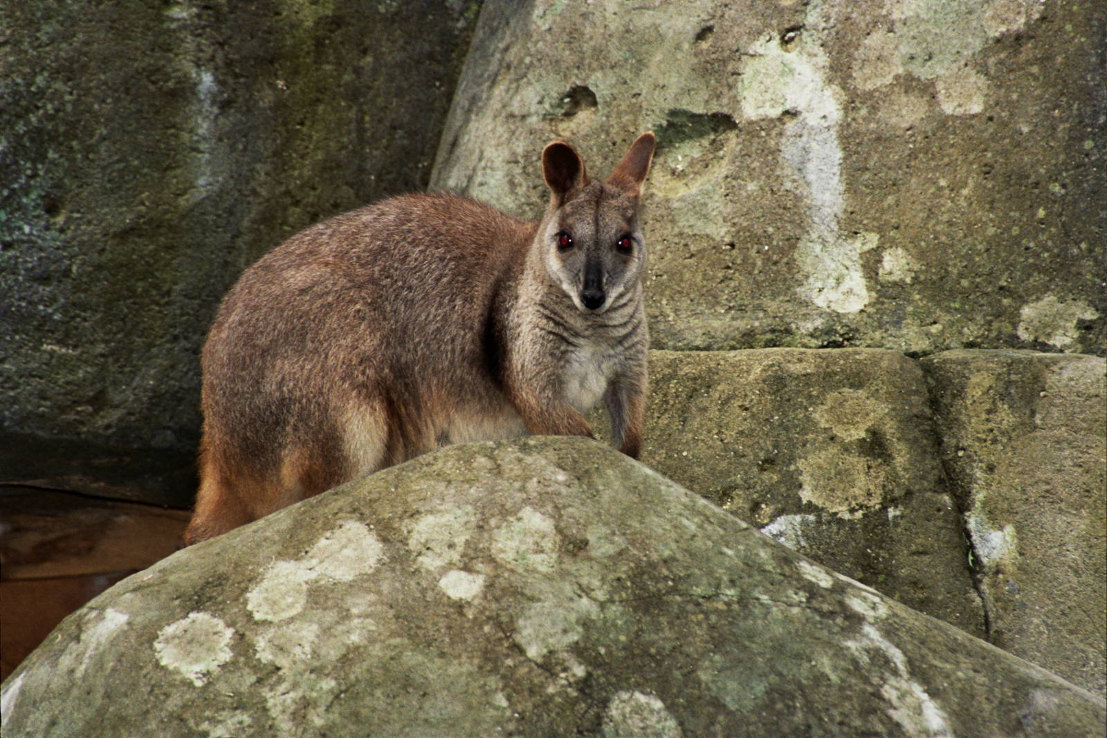 David Fleay Wildlife Park 2007