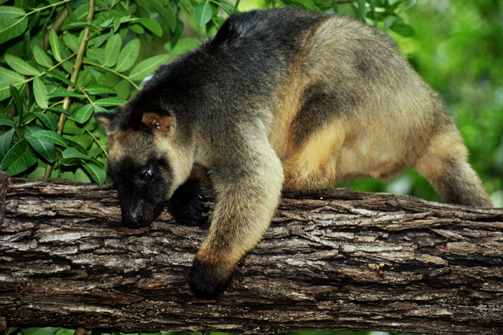 David Fleay Wildlife Park 2007