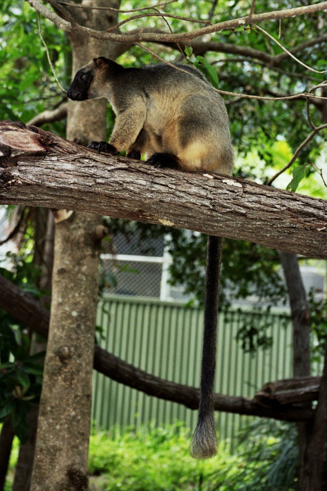 David Fleay Wildlife Park 2007