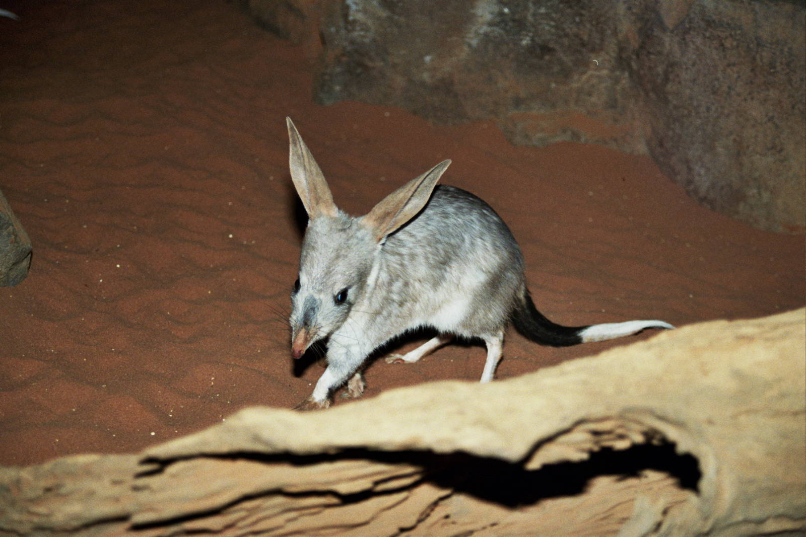 David Fleay Wildlife Park 2007