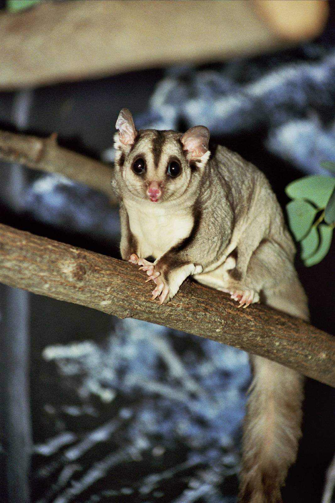 David Fleay Wildlife Park 2007