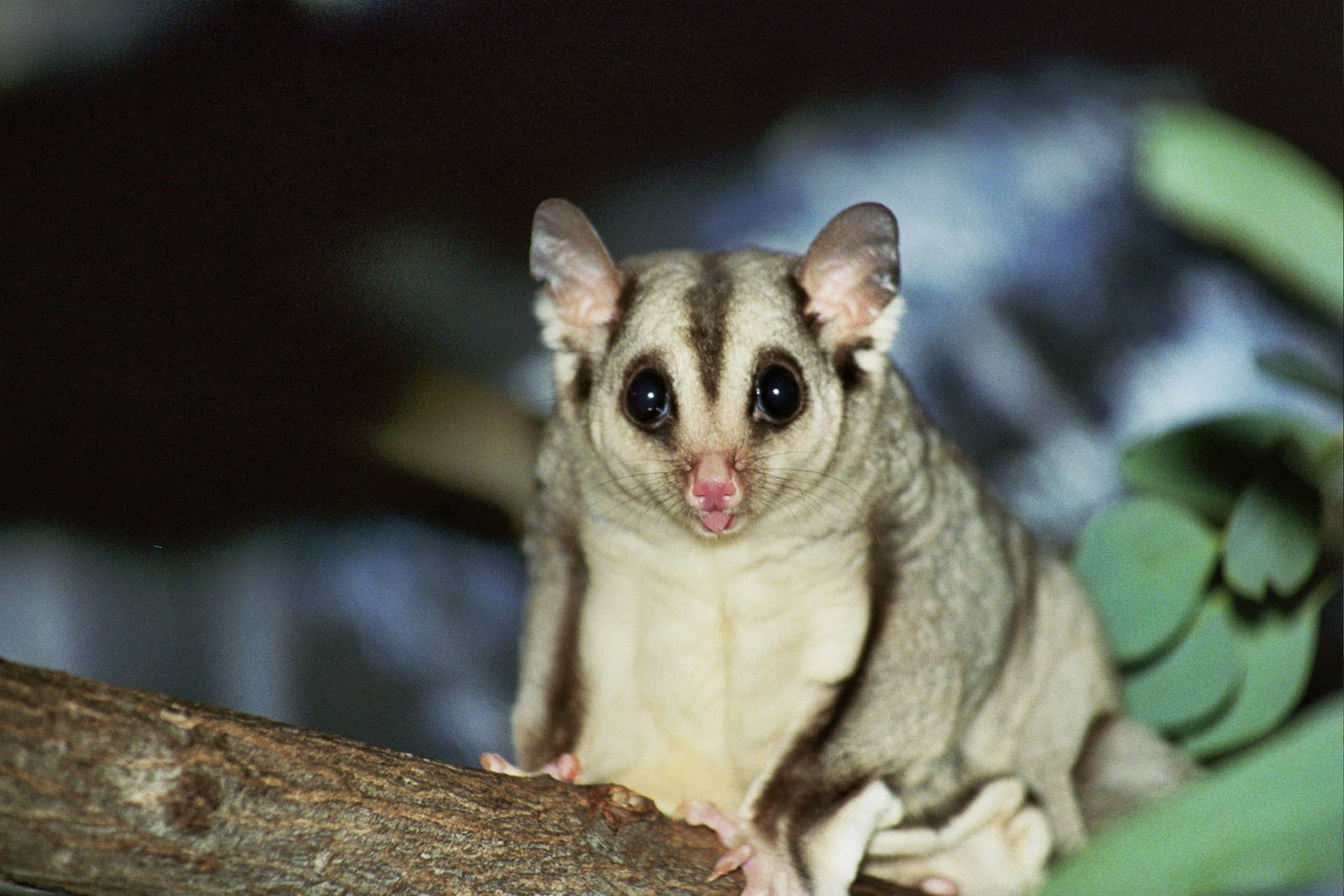 David Fleay Wildlife Park 2007